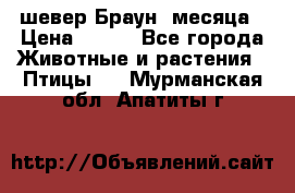 шевер Браун 2месяца › Цена ­ 200 - Все города Животные и растения » Птицы   . Мурманская обл.,Апатиты г.